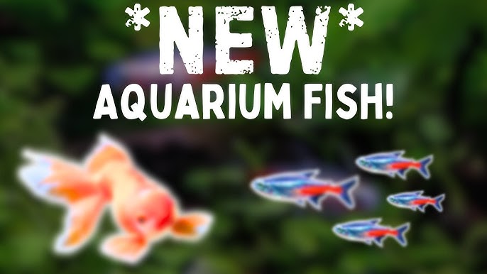 Best Tips Before You Browse Aquarium Fish for Sale Online